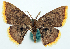  (Chrysocraspeda semiocellata - BMNH(E) #817844)  @11 [ ] CreativeCommons - Attribution Share-Alike (2018) Unspecified Smithsonian Institution National Museum of Natural History