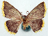  (Chrysocraspeda concentrica - BMNH(E) #817847)  @11 [ ] CreativeCommons - Attribution Share-Alike (2018) Unspecified Smithsonian Institution National Museum of Natural History
