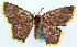  (Chrysocraspeda indopurpurea - BMNH(E) #817849)  @11 [ ] CreativeCommons - Attribution Share-Alike (2018) Unspecified Smithsonian Institution National Museum of Natural History