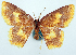  ( - BMNH(E) #817851)  @11 [ ] CreativeCommons - Attribution Share-Alike (2018) Unspecified Smithsonian Institution National Museum of Natural History