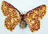  ( - BMNH(E) #817852)  @11 [ ] CreativeCommons - Attribution Share-Alike (2018) Unspecified Smithsonian Institution National Museum of Natural History