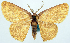  (Chrysocraspeda flavimedia - BMNH(E) #817853)  @11 [ ] CreativeCommons - Attribution Share-Alike (2018) Unspecified Smithsonian Institution National Museum of Natural History