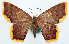  (Chrysocraspeda auristigma - BMNH(E) #817857)  @11 [ ] CreativeCommons - Attribution Share-Alike (2018) Unspecified Smithsonian Institution National Museum of Natural History