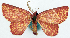  (Chrysocraspeda flavisparsa - BMNH(E) #817860)  @11 [ ] CreativeCommons - Attribution Share-Alike (2018) Unspecified Smithsonian Institution National Museum of Natural History