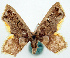  (Chrysocraspeda uncimargo - BMNH(E) #817861)  @11 [ ] CreativeCommons - Attribution Share-Alike (2018) Unspecified Smithsonian Institution National Museum of Natural History