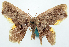  ( - BMNH(E) #817862)  @11 [ ] CreativeCommons - Attribution Share-Alike (2018) Unspecified Smithsonian Institution National Museum of Natural History