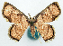  (Chrysocraspeda elaeophragma - BMNH(E) #817863)  @11 [ ] CreativeCommons - Attribution Share-Alike (2018) Unspecified Smithsonian Institution National Museum of Natural History