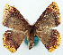  ( - BMNH(E) #817864)  @11 [ ] CreativeCommons - Attribution Share-Alike (2018) Unspecified Smithsonian Institution National Museum of Natural History