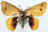  (Chrysocraspeda rothschildi - BMNH(E) #817866)  @11 [ ] CreativeCommons - Attribution Share-Alike (2018) Unspecified Smithsonian Institution National Museum of Natural History