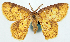  (Chrysocraspeda cambogiodes - BMNH(E) #817867)  @11 [ ] CreativeCommons - Attribution Share-Alike (2018) Unspecified Smithsonian Institution National Museum of Natural History