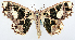  (Scopula pirimacula - BMNH(E) #818831)  @11 [ ] CreativeCommons - Attribution Share-Alike (2018) Unspecified Smithsonian Institution National Museum of Natural History