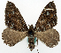  ( - BMNH(E) #818949)  @11 [ ] CreativeCommons - Attribution Share-Alike (2018) Unspecified Smithsonian Institution National Museum of Natural History