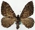  ( - BMNH(E) #818953)  @11 [ ] CreativeCommons - Attribution Share-Alike (2018) Unspecified Smithsonian Institution National Museum of Natural History