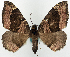  ( - BMNH(E) #818955)  @11 [ ] CreativeCommons - Attribution Share-Alike (2018) Unspecified Smithsonian Institution National Museum of Natural History
