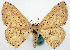  (Pseuderythrolophus - BMNH(E) #818962)  @11 [ ] CreativeCommons - Attribution Share-Alike (2018) Unspecified Smithsonian Institution National Museum of Natural History