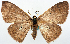  ( - BMNH(E) #818964)  @11 [ ] CreativeCommons - Attribution Share-Alike (2018) Unspecified Smithsonian Institution National Museum of Natural History