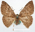  ( - BMNH(E) #818970)  @11 [ ] CreativeCommons - Attribution Share-Alike (2018) Unspecified Smithsonian Institution National Museum of Natural History