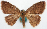  ( - BMNH(E) #818968)  @14 [ ] CreativeCommons - Attribution Share-Alike (2018) Unspecified Smithsonian Institution National Museum of Natural History