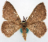  ( - BMNH(E) #818969)  @11 [ ] CreativeCommons - Attribution Share-Alike (2018) Unspecified Smithsonian Institution National Museum of Natural History