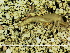  (Oligoneuriella sp. MAA02 - BMIKU-0033)  @13 [ ] Unspecified (default): All Rights Reserved  Unspecified Unspecified