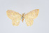  (Eois vitellaria - Eo00903)  @11 [ ] Copyright (2009) Natural History Museum, London Natural History Museum, London