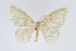  (Eois coerulea - Eo00904)  @12 [ ] Copyright (2009) Natural History Museum, London Natural History Museum, London