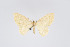  (Eois expallidata - Eo00906)  @13 [ ] Copyright (2009) Natural History Museum, London Natural History Museum, London