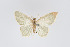  (Eois hyperythraria - Eo00907)  @11 [ ] Copyright (2009) Natural History Museum, London Natural History Museum, London