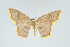  (Eois xanthoperata - Eo00909)  @11 [ ] Copyright (2009) Natural History Museum, London Natural History Museum, London
