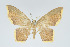  (Eois chrysocraspedata - Eo00912)  @12 [ ] Copyright (2009) Natural History Museum, London Natural History Museum, London