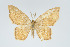  (Eois fulva - Eo00913)  @11 [ ] Copyright (2009) Natural History Museum, London Natural History Museum, London