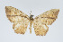  (Eois perstrigata - Eo00915)  @11 [ ] Copyright (2009) Natural History Museum, London Natural History Museum, London