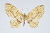  (Eois contraversa - Eo00919)  @11 [ ] Copyright (2009) Natural History Museum, London Natural History Museum, London