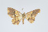  (Eois vinosata - Eo00922)  @12 [ ] Copyright (2009) Natural History Museum, London Natural History Museum, London