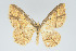  (Eois nigricosta - Eo00925)  @13 [ ] Copyright (2009) Natural History Museum, London Natural History Museum, London