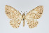  (Eois cervina - Eo00932)  @12 [ ] Copyright (2009) Natural History Museum, London Natural History Museum, London