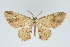  (Eois neclas - Eo00933)  @13 [ ] Copyright (2009) Natural History Museum, London Natural History Museum, London