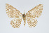  (Eois planetaria - Eo00936)  @11 [ ] Copyright (2009) Natural History Museum, London Natural History Museum, London