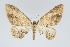  (Eois nigriceps - Eo00941)  @12 [ ] Copyright (2009) Natural History Museum, London Natural History Museum, London