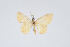  (Eois aurata - Eo00945)  @11 [ ] Copyright (2009) Natural History Museum, London Natural History Museum, London
