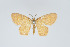  (Eois numeria - Eo00957)  @11 [ ] Copyright (2009) Natural History Museum, London Natural History Museum, London