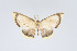  (Eois antiopata - Eo00965)  @11 [ ] Copyright (2009) Natural History Museum, London Natural History Museum, London