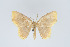  (Eois flavotaeniata - Eo00968)  @12 [ ] Copyright (2009) Natural History Museum, London Natural History Museum, London