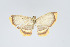  (Eois lilacea - Eo00969)  @11 [ ] Copyright (2009) Natural History Museum, London Natural History Museum, London