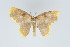  (Eois serrilineata - Eo00970)  @12 [ ] Copyright (2009) Natural History Museum, London Natural History Museum, London