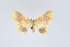  (Eois flavifulva - Eo00973)  @12 [ ] Copyright (2009) Natural History Museum, London Natural History Museum, London