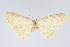  (Eois argentifilata - Eo00979)  @12 [ ] Copyright (2009) Natural History Museum, London Natural History Museum, London