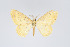  (Eois brasiliensis - Eo00981)  @12 [ ] Copyright (2009) Natural History Museum, London Natural History Museum, London