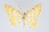  (Eois lucivittata - Eo00983)  @13 [ ] Copyright (2009) Natural History Museum, London Natural History Museum, London