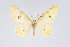  (Eois primularis - Eo00985)  @11 [ ] Copyright (2009) Natural History Museum, London Natural History Museum, London